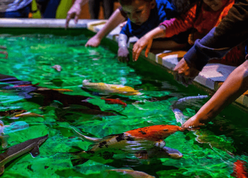 Hurghada Grand Aquarium w Egipicie